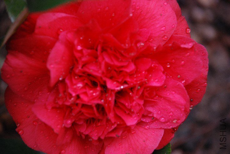 DSC_0046.JPG