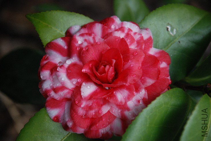 DSC_0048.JPG