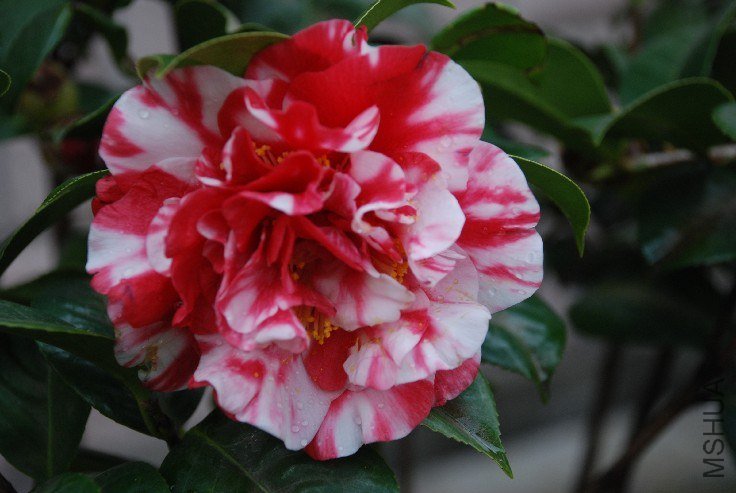 DSC_0050.JPG