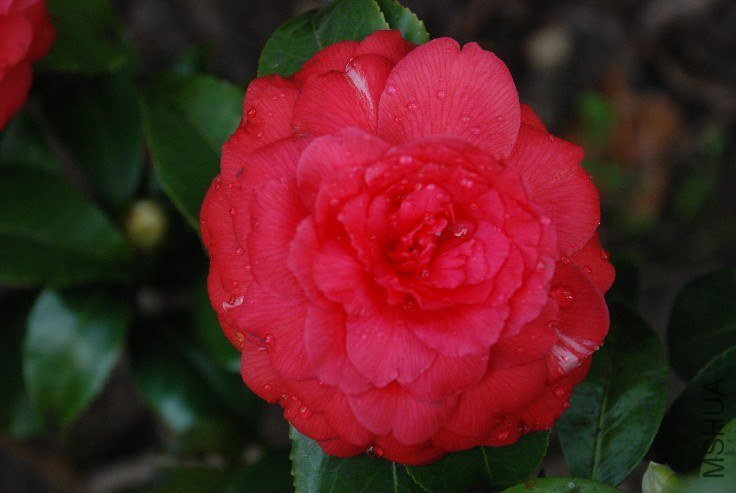 DSC_0051.JPG