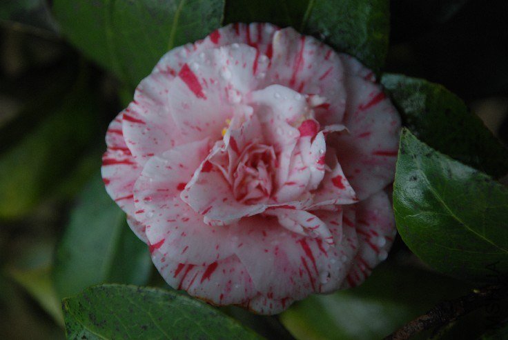 DSC_0053.JPG