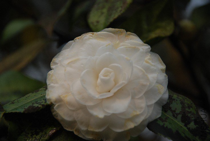 DSC_0055.JPG