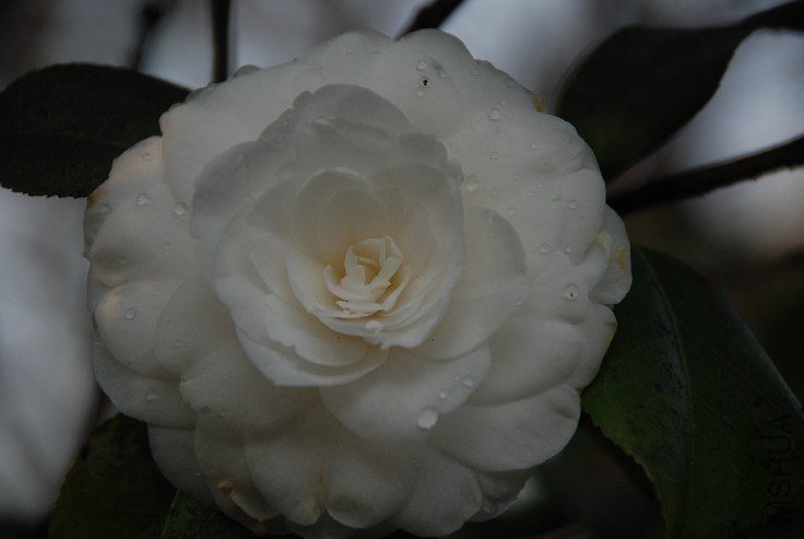 DSC_0056.JPG