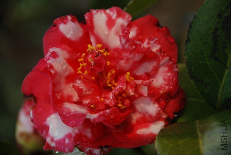 DSC_0059.JPG