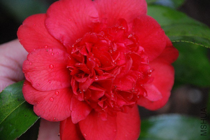 DSC_0068.JPG
