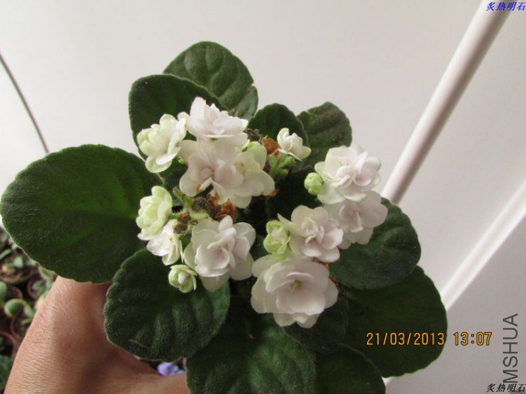 IMG_3953_nEO_IMG.jpg