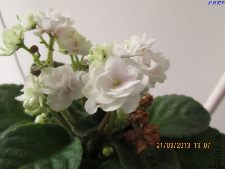 IMG_3956_nEO_IMG.jpg