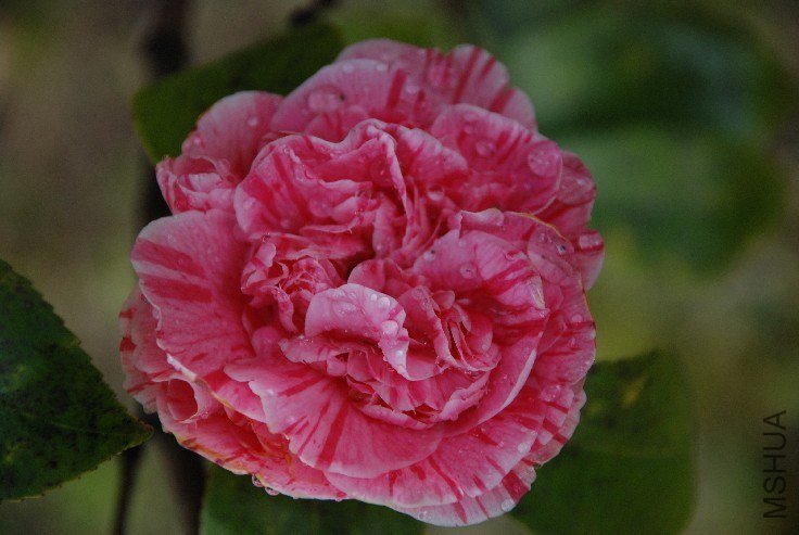 DSC_0058.JPG
