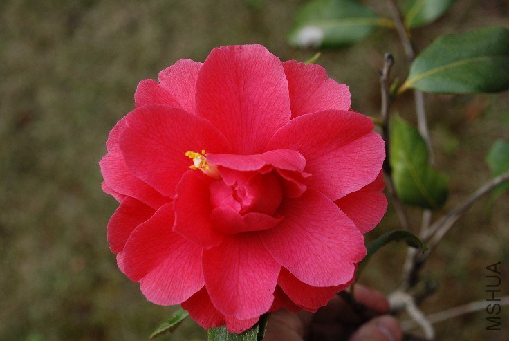 DSC_0061.JPG