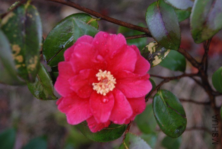 DSC_0062.JPG