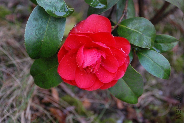 DSC_0063.JPG