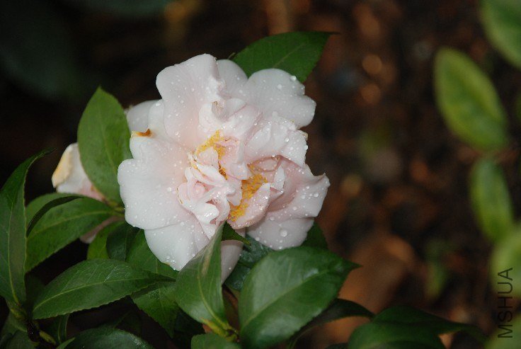 DSC_0065.JPG