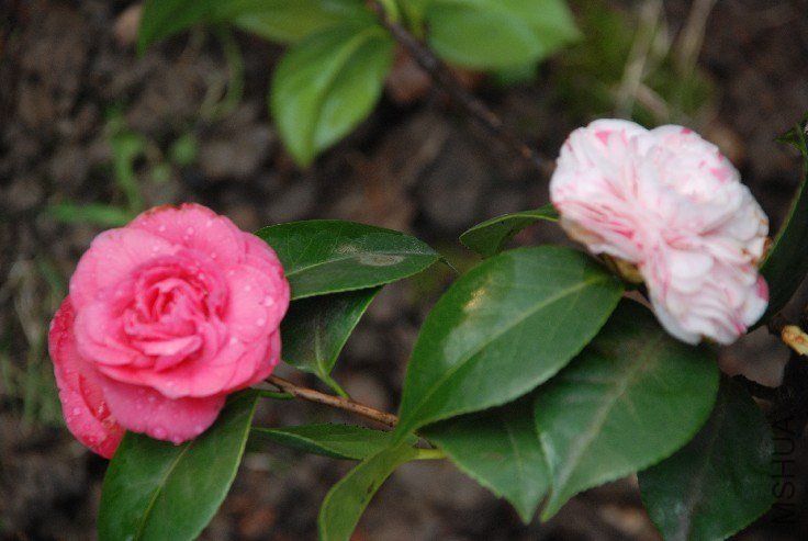 DSC_0066.JPG