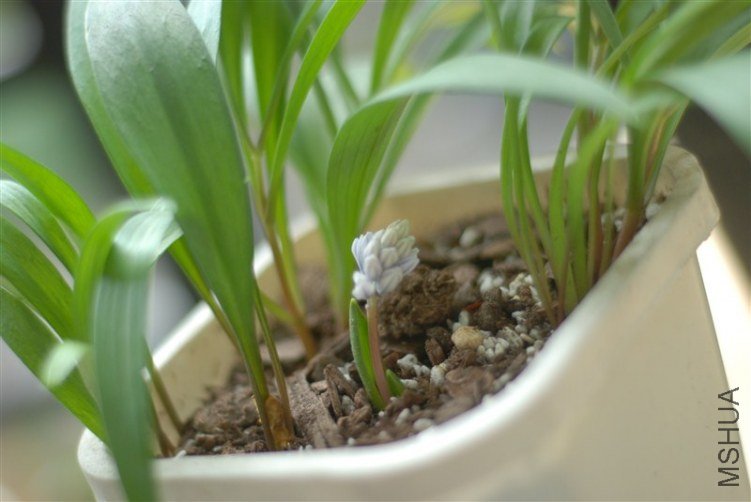 psb (1).jpg