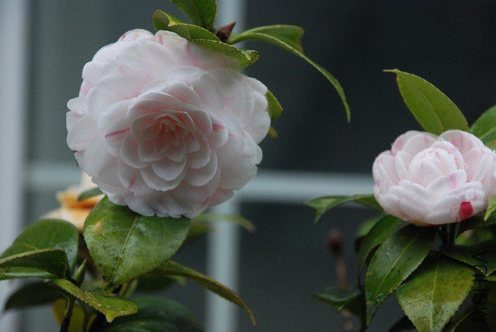 DSC_0091.JPG