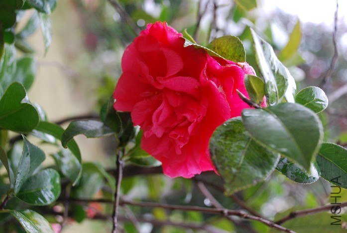 DSC_0071.JPG