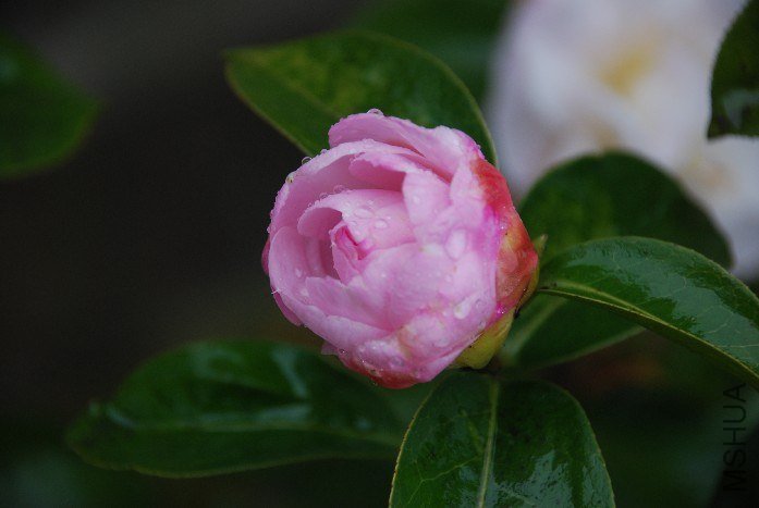 DSC_0073.JPG