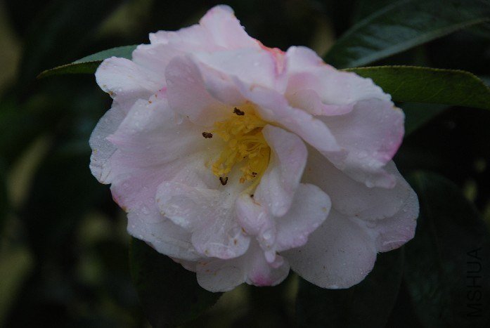 DSC_0074.JPG