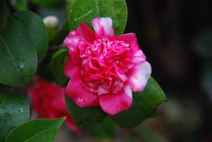 DSC_0076.JPG
