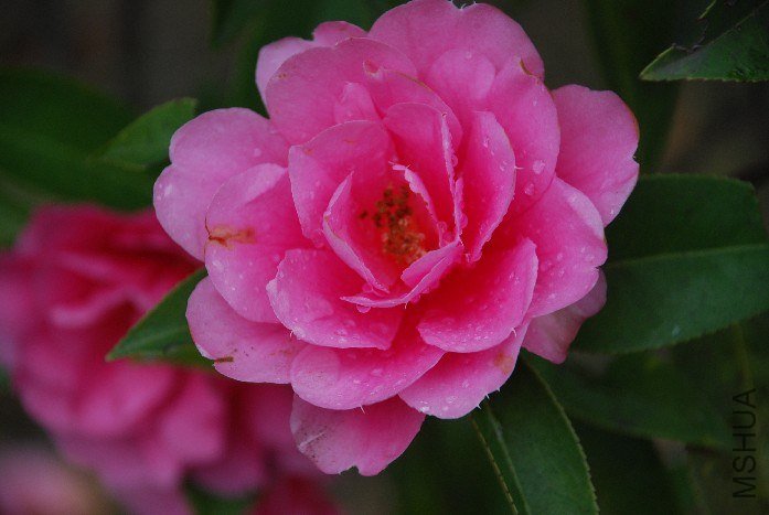 DSC_0077.JPG