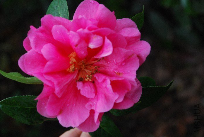 DSC_0079.JPG
