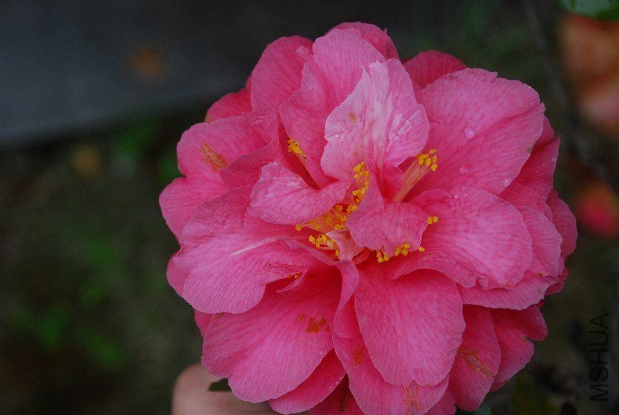 DSC_0080.JPG