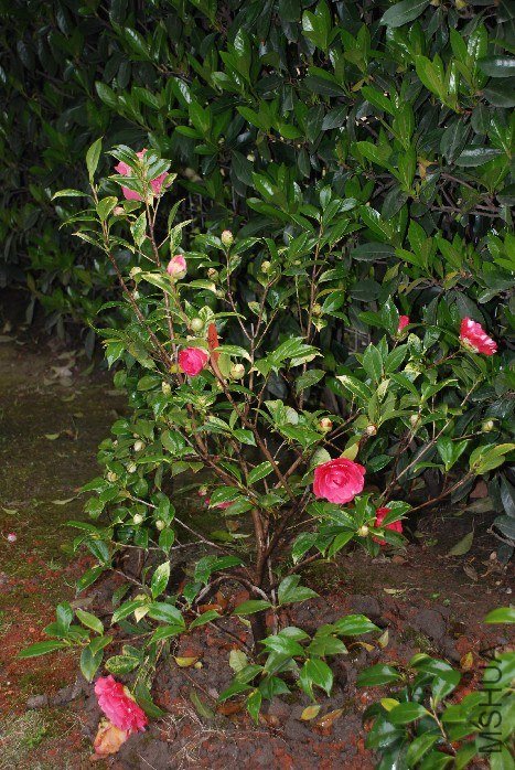 DSC_0086.JPG