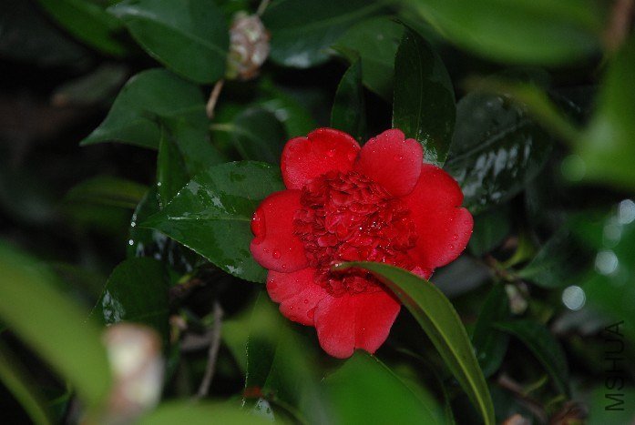 DSC_0087.JPG