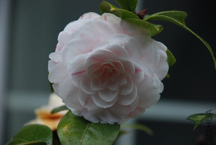 DSC_0090.JPG