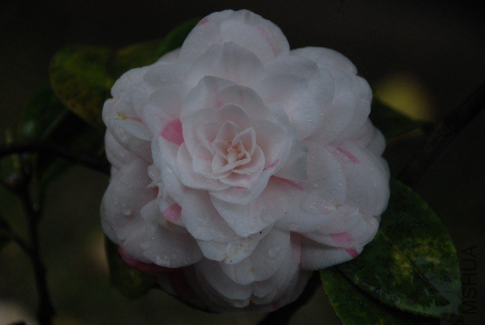 DSC_0092.JPG