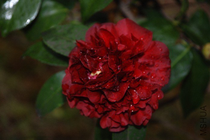 DSC_0099.JPG