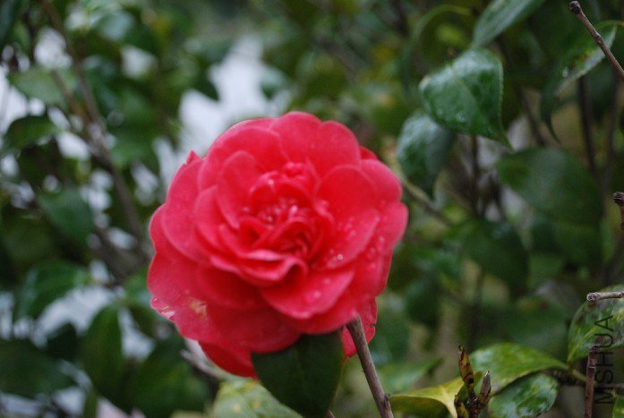 DSC_0101.JPG