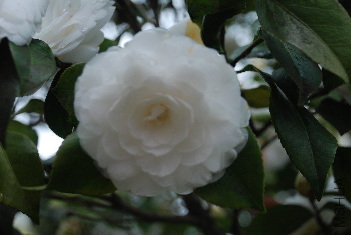 DSC_0103.JPG