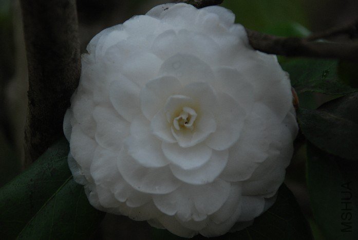 DSC_0105.JPG