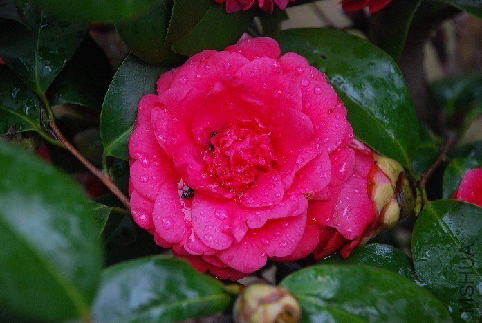 DSC_0106.JPG