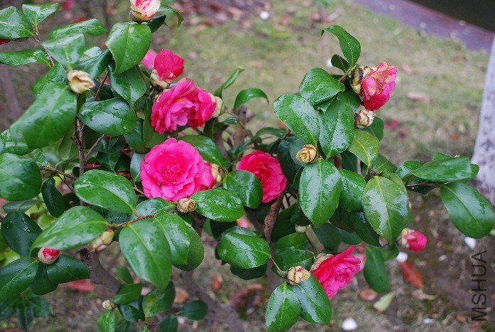 DSC_0107.JPG