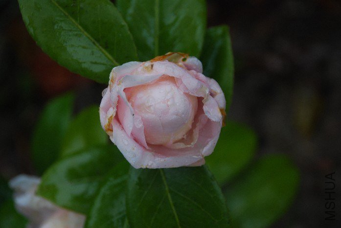 DSC_0115.JPG