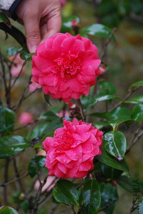DSC_0121.JPG