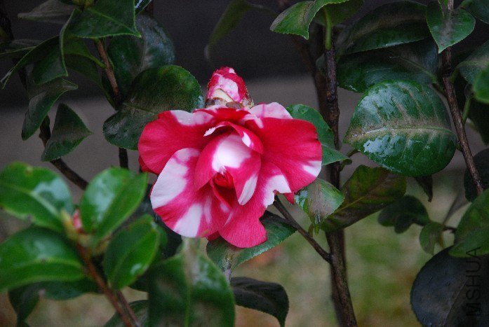 DSC_0122.JPG