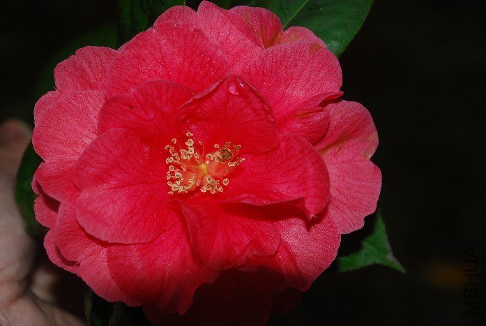 DSC_0129.JPG