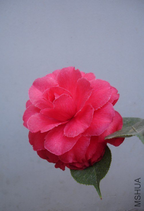QQ��ͼ20130324181233.jpg