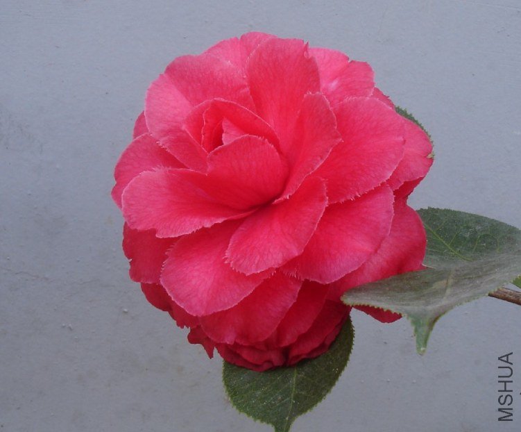 QQ��ͼ20130324181339.jpg