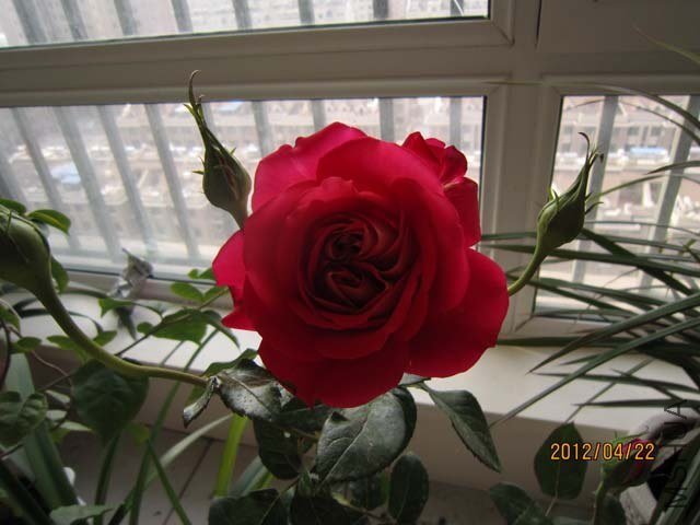 IMG_0001.jpg