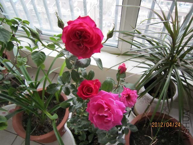 IMG_0012.jpg