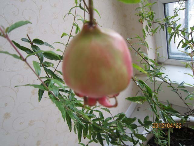 IMG_0011.jpg