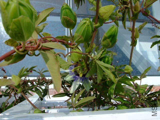 DSCF1225.JPG