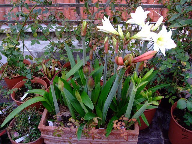 DSCF1286.JPG