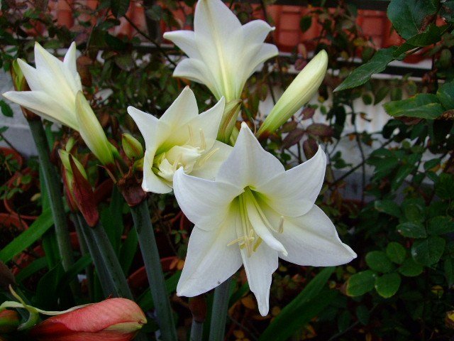 DSCF1278.JPG