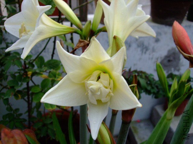 DSCF1279.JPG