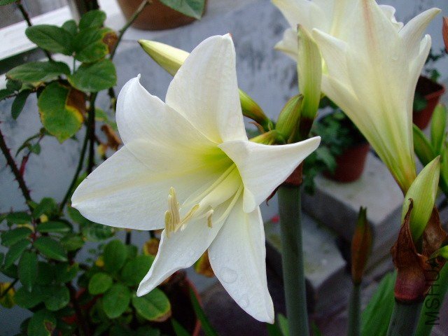 DSCF1280.JPG